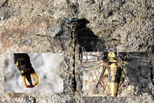 Onychogomphus uncatus